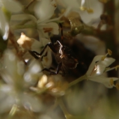 Pentatomidae (family) at Hughes, ACT - 18 Jan 2021