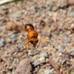 Delta bicinctum (Potter wasp) at Hughes, ACT - 17 Jan 2021 by LisaH