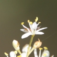 Unidentified True fly (Diptera) at Hughes, ACT - 17 Jan 2021 by LisaH