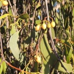 Amyema miquelii (Box Mistletoe) at Tuggeranong Hill - 30 Nov 2020 by michaelb