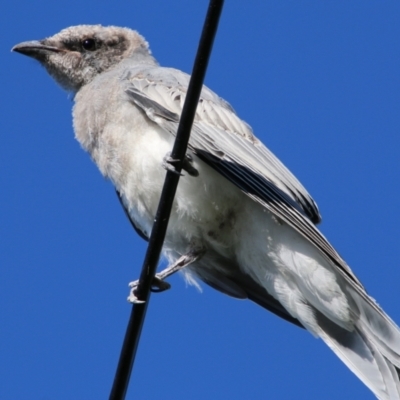 Coracina novaehollandiae (Black-faced Cuckooshrike) at Hughes, ACT - 17 Jan 2021 by LisaH