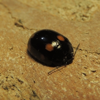 Paropsisterna octosignata (Eucalyptus leaf beetle) at Kambah, ACT - 28 Nov 2020 by michaelb