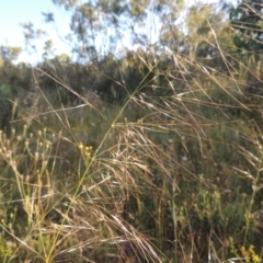 Austrostipa bigeniculata (Kneed Speargrass) at Tuggeranong Hill - 30 Nov 2020 by MichaelBedingfield