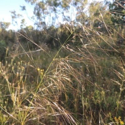 Austrostipa bigeniculata (Kneed Speargrass) at Tuggeranong Hill - 30 Nov 2020 by michaelb