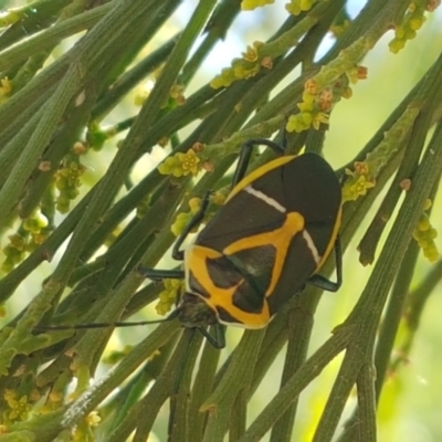 Commius elegans (Cherry Ballart Shield Bug) at Point 5811 - 18 Jan 2021 by tpreston