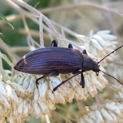 Homotrysis cisteloides (Darkling beetle) at O'Connor, ACT - 18 Jan 2021 by tpreston
