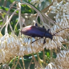 Homotrysis cisteloides at O'Connor, ACT - 19 Jan 2021