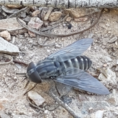 Dasybasis sp. (genus) (A march fly) at O'Connor, ACT - 19 Jan 2021 by trevorpreston