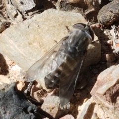 Dasybasis sp. (genus) at O'Connor, ACT - 19 Jan 2021