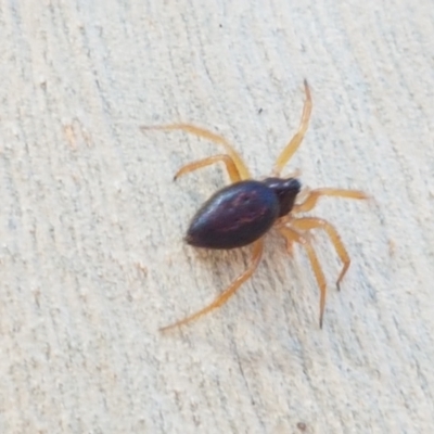 Euryopis umbilicata (Striped tick spider) at O'Connor, ACT - 18 Jan 2021 by tpreston