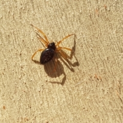 Euryopis umbilicata at O'Connor, ACT - 19 Jan 2021