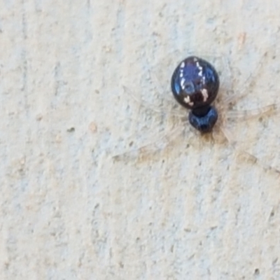 Euryopis sp. (genus) (An ant eating spider) at O'Connor, ACT - 19 Jan 2021 by trevorpreston