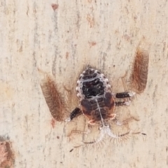 Ptilocnemus sp. (genus) (A feathered-leg assassin bug) at O'Connor, ACT - 19 Jan 2021 by trevorpreston