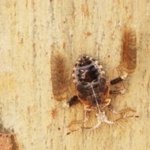 Ptilocnemus sp. (genus) at O'Connor, ACT - 19 Jan 2021