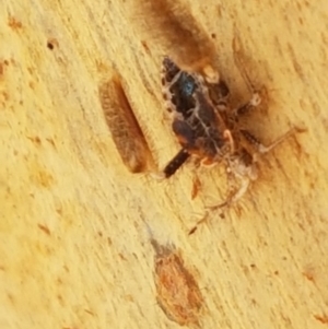 Ptilocnemus sp. (genus) at O'Connor, ACT - 19 Jan 2021