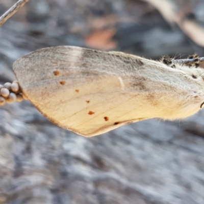 Pinara undescribed species near divisa at O'Connor, ACT - 19 Jan 2021 by trevorpreston