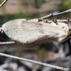 Pinara undescribed species near divisa at O'Connor, ACT - 19 Jan 2021