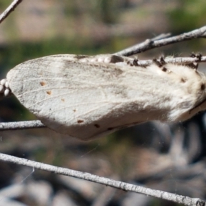 Pinara undescribed species near divisa at O'Connor, ACT - 19 Jan 2021 10:44 AM