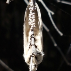 Pinara undescribed species near divisa at O'Connor, ACT - 19 Jan 2021