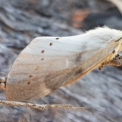 Pinara undescribed species near divisa at O'Connor, ACT - 19 Jan 2021 10:44 AM