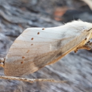 Pinara undescribed species near divisa at O'Connor, ACT - 19 Jan 2021