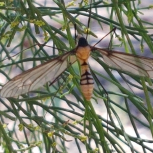 Leptotarsus (Leptotarsus) clavatus at O'Connor, ACT - 19 Jan 2021 10:47 AM