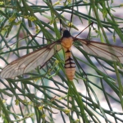 Leptotarsus (Leptotarsus) clavatus (A crane fly) at O'Connor, ACT - 19 Jan 2021 by trevorpreston