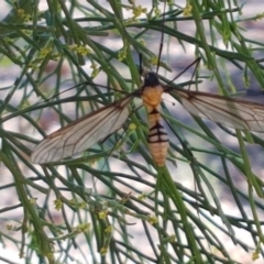 Leptotarsus (Leptotarsus) clavatus at O'Connor, ACT - 19 Jan 2021 10:47 AM