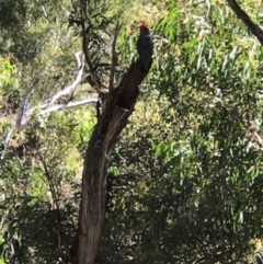 Callocephalon fimbriatum (Gang-gang Cockatoo) at ANBG South Annex - 18 Jan 2021 by Jenny54