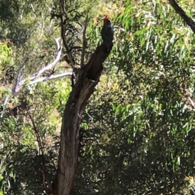 Callocephalon fimbriatum (Gang-gang Cockatoo) at ANBG South Annex - 18 Jan 2021 by Jenny54