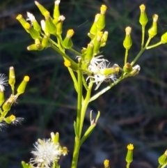 Senecio diaschides (Erect Groundsel) at O'Connor, ACT - 19 Jan 2021 by trevorpreston