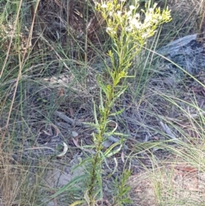 Senecio diaschides at O'Connor, ACT - 19 Jan 2021