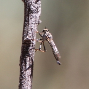 Cerdistus varifemoratus at Hughes, ACT - 19 Jan 2021