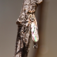 Cerdistus varifemoratus at Hughes, ACT - 19 Jan 2021