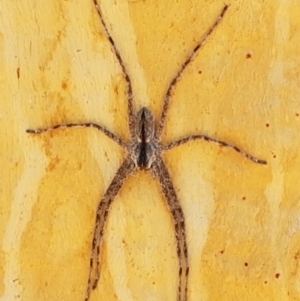 Pediana sp. (genus) at O'Connor, ACT - 19 Jan 2021