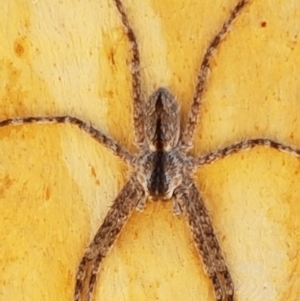 Pediana sp. (genus) at O'Connor, ACT - 19 Jan 2021