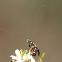 Nemophora (genus) at Red Hill, ACT - 19 Jan 2021