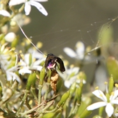 Nemophora (genus) at Red Hill, ACT - 19 Jan 2021