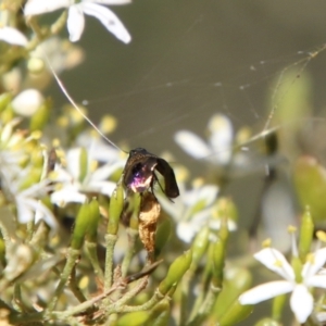 Nemophora (genus) at Red Hill, ACT - 19 Jan 2021