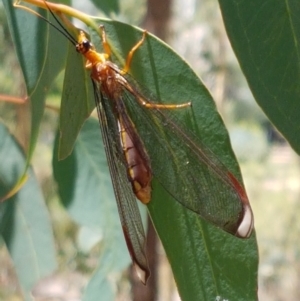 Nymphes myrmeleonoides at O'Connor, ACT - 19 Jan 2021 01:40 PM