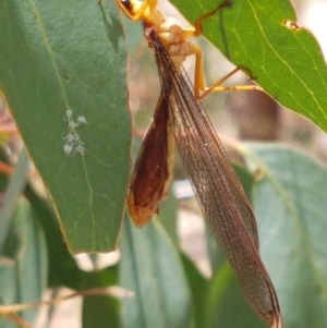 Nymphes myrmeleonoides at O'Connor, ACT - 19 Jan 2021 01:40 PM