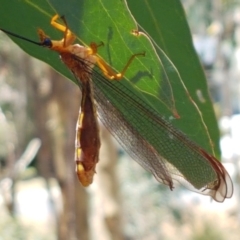 Nymphes myrmeleonoides at O'Connor, ACT - 19 Jan 2021 01:40 PM