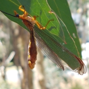 Nymphes myrmeleonoides at O'Connor, ACT - 19 Jan 2021 01:40 PM