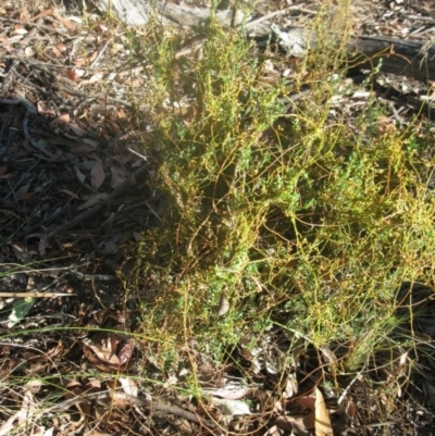 Cassytha (genus) (Dodder) at Aranda, ACT - 16 Jan 2021 by dwise