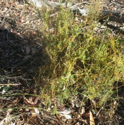 Cassytha sp. (Dodder) at Aranda, ACT - 16 Jan 2021 by dwise