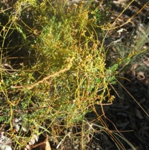 Cassytha sp. at Aranda, ACT - 16 Jan 2021