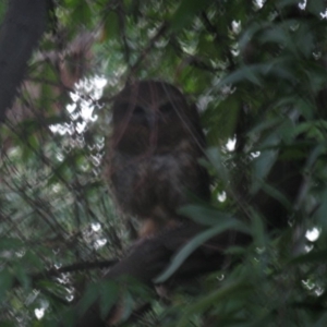 Ninox boobook at Cook, ACT - 16 Jan 2021