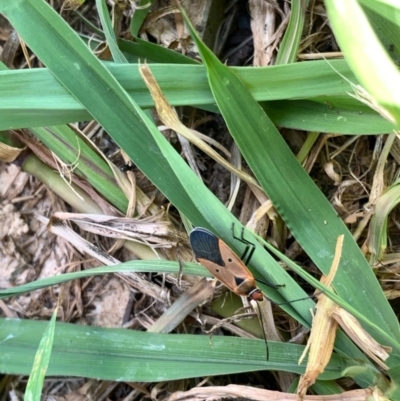 Dysdercus sidae (Pale Cotton Stainer) at Murrumbateman, NSW - 19 Jan 2021 by SimoneC