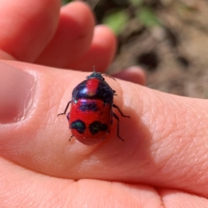 Choerocoris paganus at Wallaroo, NSW - 19 Jan 2021 11:30 AM