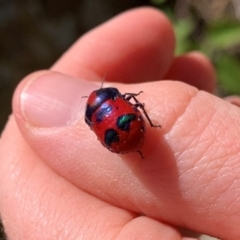 Choerocoris paganus at Wallaroo, NSW - 19 Jan 2021